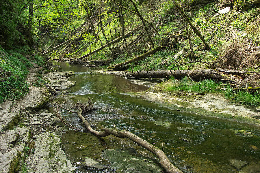 in die Gauchachschlucht gestürzte Bäume