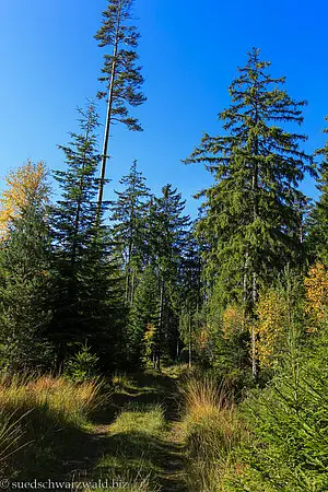 Wanderung auf dem Baiersbronner Tonbachsteig