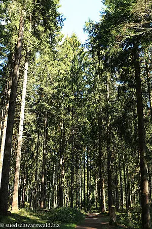 Forstweg von der Bankenhöhe zum Eisweiher