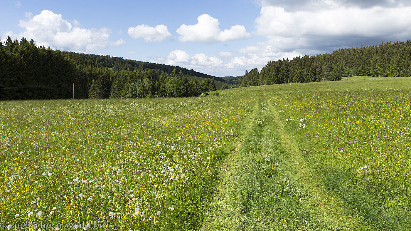 Wandern Mittlerer Schwarzwald