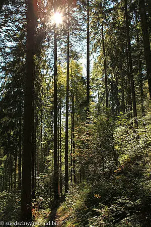 Wanderweg im Bereich In der Guten