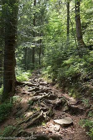 Aufstieg vom Huzenbacher See durch den Bannwald