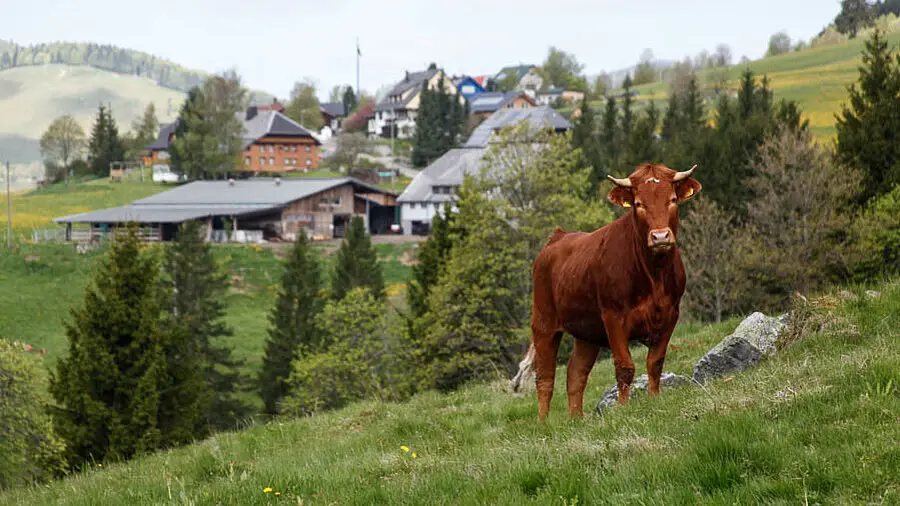 Jungbulle Bernau