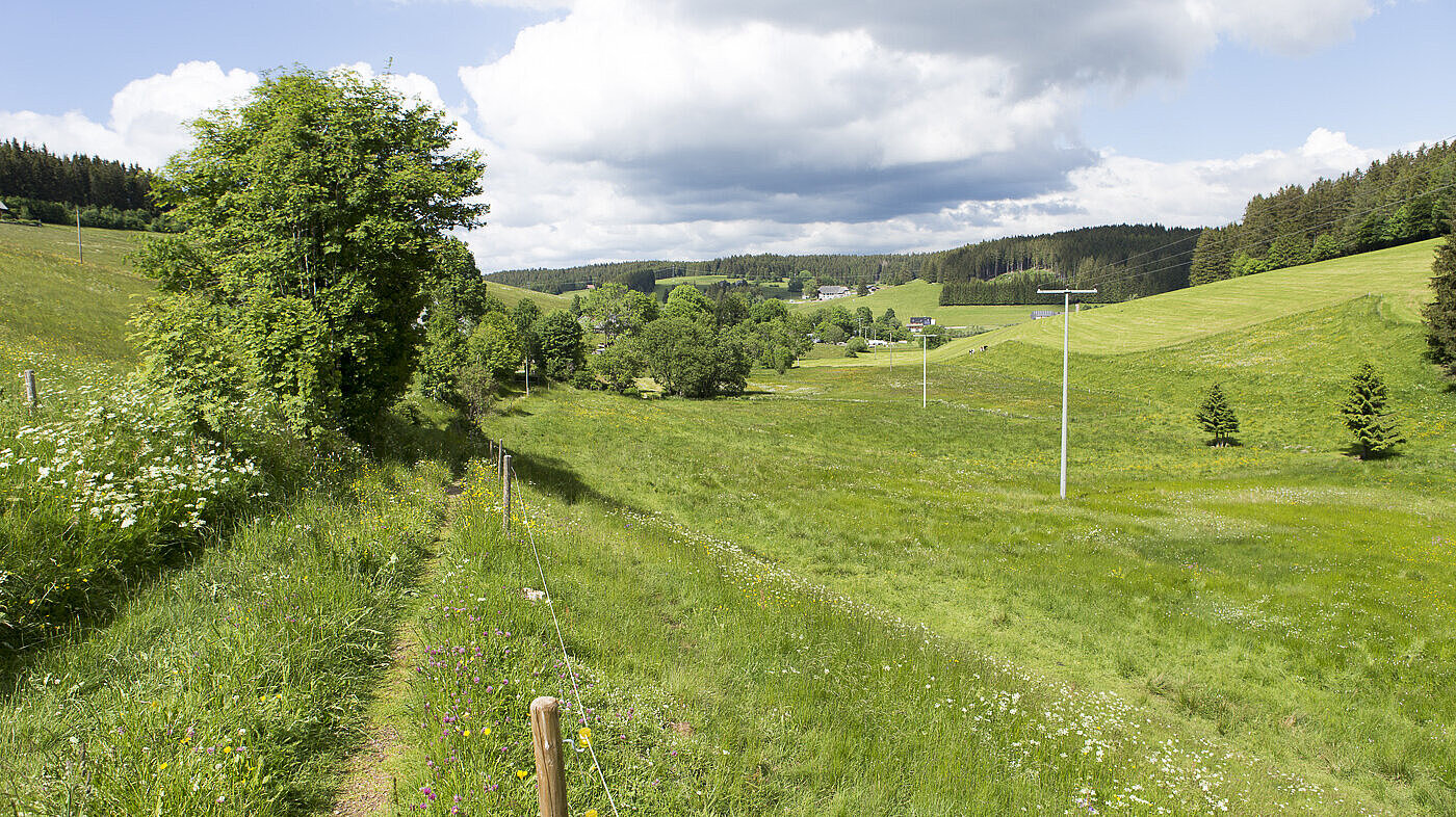 Wanderung auf dem Heilklimasteig bei Schönwald